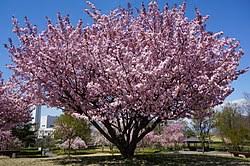 Image result for Prunus serrulata
