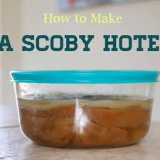 how to make a scoby hotel homemade