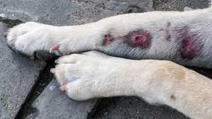 Hot Spots On Dogs Small Door Veterinary