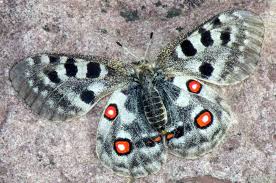 Image result for Parnassius apollo