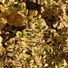 Image result for Myrsine africana