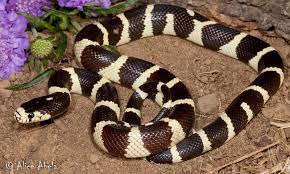 Maybe you would like to learn more about one of these? California Kingsnake Coal Oil Point Reserve