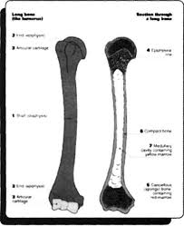 Flexor digitorum longus'un kirişleri geçer). Anatomi Aciklamali Soru Kitabi 5 Baski Pdf Ucretsiz Indirin