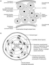 The remainder is spongelike cancellous bone. Chapter 20 Structure And Function Of Connective Tissue Musculoskeletal Key