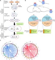 Cancer cells are different to normal cells in various ways. Amplification Of Distant Estrogen Response Elements Deregulates Target Genes Associated With Tamoxifen Resistance In Breast Cancer Cancer Cell