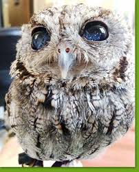 Wildlife Learning Center Animals Cute Animals Owl