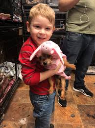 Maybe you would like to learn more about one of these? Royal Pet Salon Home Facebook