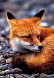 Black And Orange Fox Animal Orange Fox Scary At Night Red Fox Animals Beautiful Fox