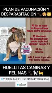 VETERINARIARIA HUELLITAS CANINAS Y FELINAS SAS