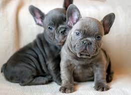 For this reason, reputable breeders caution against purchasing any french bulldog advertised as displaying rare french. What Are The French Bulldog Colors French Bulldog Breed