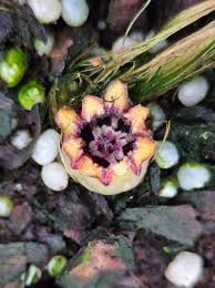 Image result for Aristida stenostachya