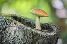 Nature Time Stories: Decomposers