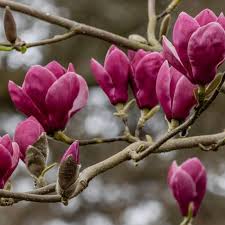 Image result for magnolia soulangeana