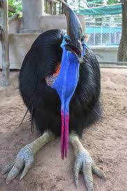 Birds That Cannot Fly With Their Names The Cassowary Is The Second Largest Bird On Our Planet Adults Can Grow Up To Around 1 8 Meters 6 Ft In Height The Creepy Animals Weird Birds Scary Animals