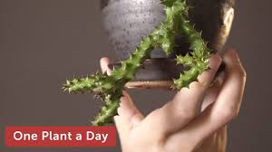 No abrio del todo la flor pero igual es hermosa, verdad??? Edithcolea Grandis Persian Carpet Flower Houseplant Care 296 Of 365 Youtube