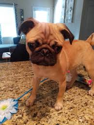 We do not do same day adoptions. Pug Puppies For Sale San Antonio Tx 343029 Petzlover