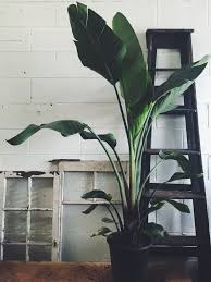 Orange Bird Of Paradise In Pot Giant Birds Of Paradise Plant Birds Of Paradise Plant Indoor Plants Interior Design Plants