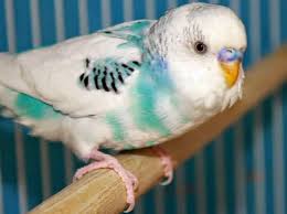 Check spelling or type a new query. Burung Parkit Lovebird Burung Gambar Burung Burung Gambar