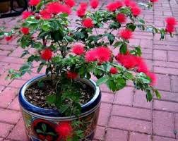 Image result for Calliandra surinamensis