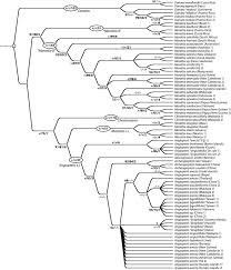 Image result for Marattiaceae