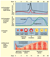 For optimal progesterone production, the. How Can A Pregnant Lady Increase Progesterone With Food Rather Than Medicines Quora