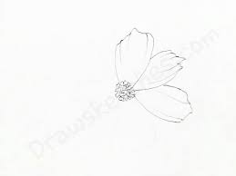Check spelling or type a new query. How To Draw Cosmos Introduction Cosmos Flower Exists In By Amanda Palmer Medium
