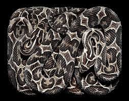 Serpens Cobras Animais