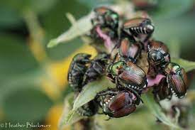 Japanese Beetles And Fond Childhood Memories Here She Grows Japanese Beetles Beetle Green Beetle