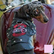 Biker Dawg Motorcycle Dog Jacket Biker Dog Dog Motorcycle Jacket Dog Jacket