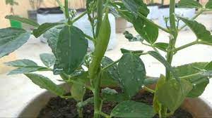 Check spelling or type a new query. How To Grow Cluster Beans In Containers At Home Homestead Gardener
