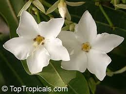 Image result for Baphia massaiensis