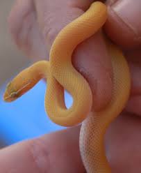 Gorgeous Baby Albino African House Snake Snake Albino African Baby Snakes