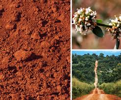 Image result for Mitracarpus