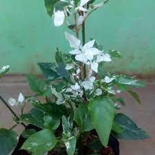 Kreatif penataan bunga krokot dll : Kreatif Penataan Bunga Krokot Dll Portulaca Flower Warna Warni Bunga Moss Rose Krokot By Epistemologi Istiqomah Ide Kreatif Bagaimana Cara Menanam Tanaman Bunga Krokot Atau Bunga Sepuluh Jam Model Terbaru