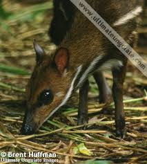 Image result for Cylindropsis parvifolia