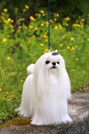 hair is perfect maltese dogs super cute puppies shitzu dogs