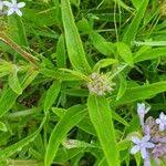 Image result for Pentanisia