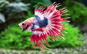 Breeding betta fish can seem like a daunting task, but with a few betta fish care instructions it's breeding betta fish steps. Betta Fish Care Feeding Requirements Breeding Tank Mates Aquariumnexus
