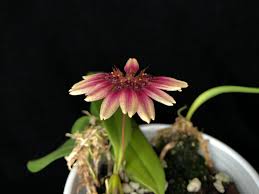 Image result for Bulbophyllum ballii