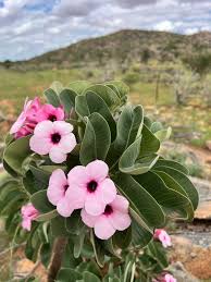 Image result for Adenium boehmianum