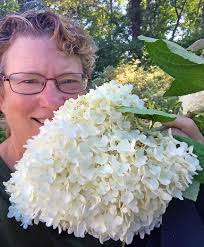 Hydrangea paniculata 'Grandiflora'