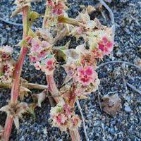 Image result for Salsola kali