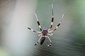 How exactly do spiders eat? What Do Spiders Eat You Just Can T Guess It Animal Sake