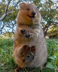 One Proud Mama Quokka Quokkas Perthlife Quokkalove Amazing Beautiful View Scenery Australia Rottnestisland Cute Ad Quokka Cute Animals Animals