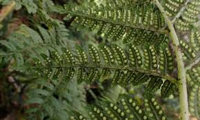 Image result for Marattiaceae