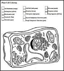 Christian Home School Hub Cytology Study Of Cells Plant Cells Worksheet Cells Worksheet Animal Cell