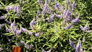 Image result for Vitex fischeri