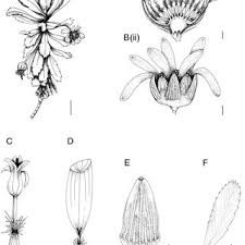 Image result for Euryops subcarnosus