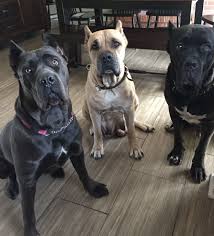 Satin Flounce Gown Forever 21 Cane Corso Puppies Cane Corso Corso Dog