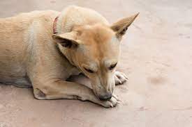 Why Does My Dog Keep Licking Their Paw In Cooper City Fl Embassy Lakes Animal Hospital